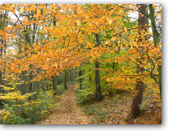 Beech woods